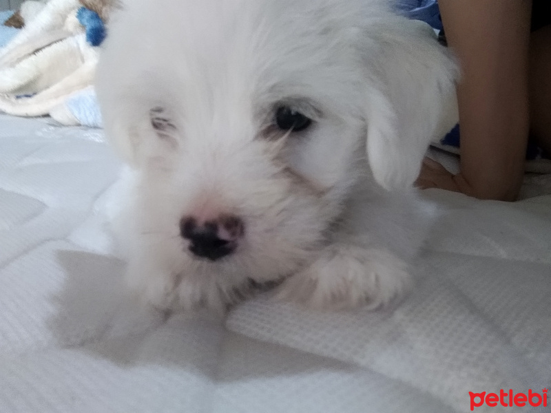 Maltese, Köpek  Marko fotoğrafı