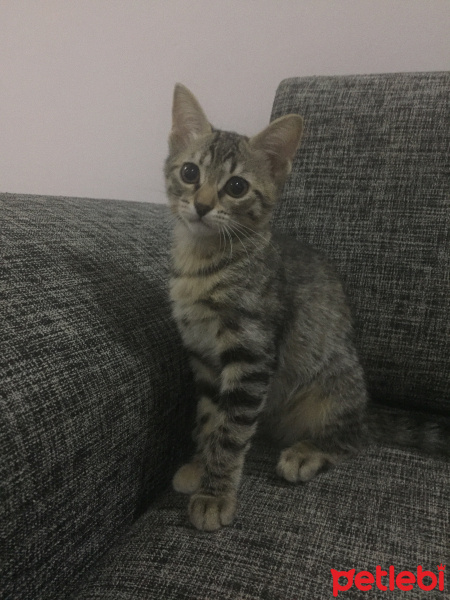Tekir Kedi, Kedi  İsimsiz fotoğrafı
