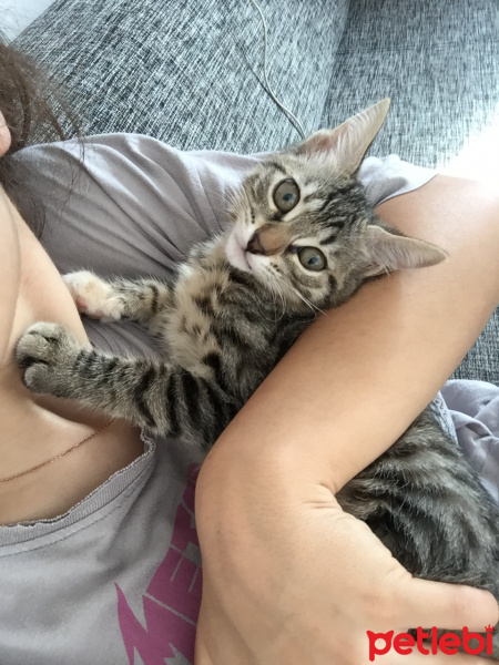 Tekir Kedi, Kedi  İsimsiz fotoğrafı