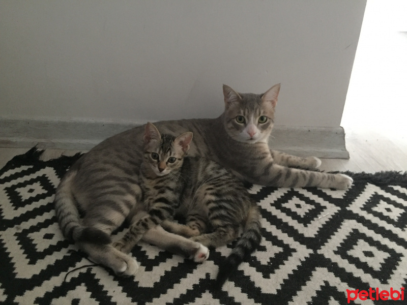 Tekir Kedi, Kedi  İsimsiz fotoğrafı