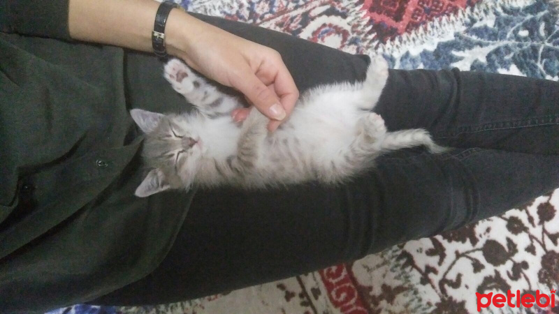 Tekir Kedi, Kedi  MANUŞ fotoğrafı
