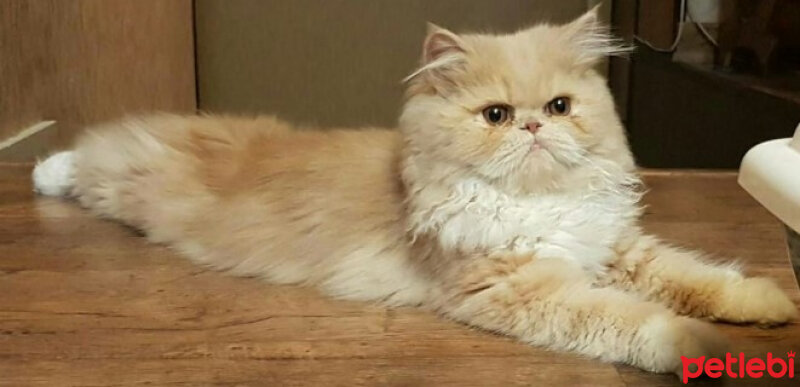 İran Kedisi (Persian), Kedi  Miya fotoğrafı