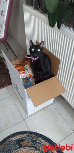 Tekir Kedi, Kedi  Mia fotoğrafı