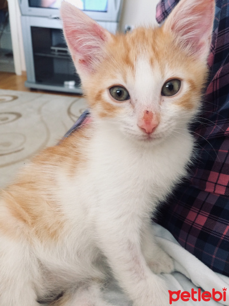 Tekir Kedi, Kedi  Hulusi fotoğrafı
