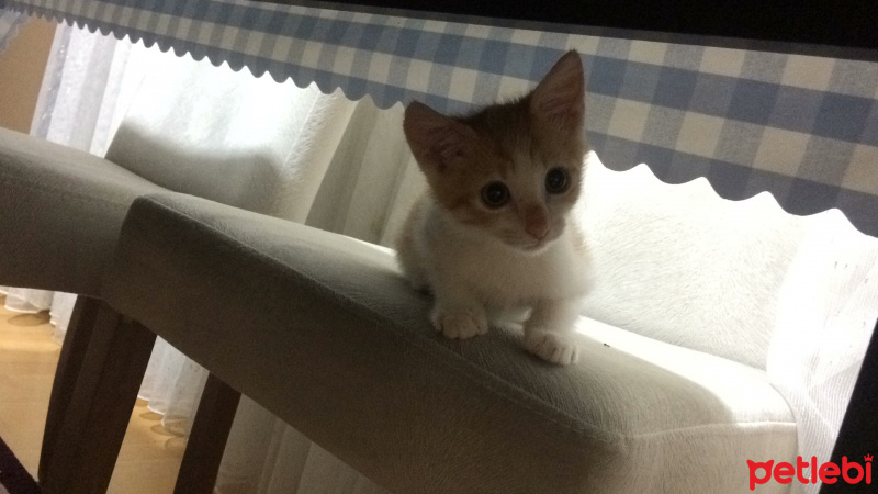 Tekir Kedi, Kedi  Hulusi fotoğrafı