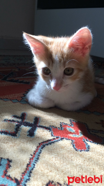 Tekir Kedi, Kedi  Hulusi fotoğrafı