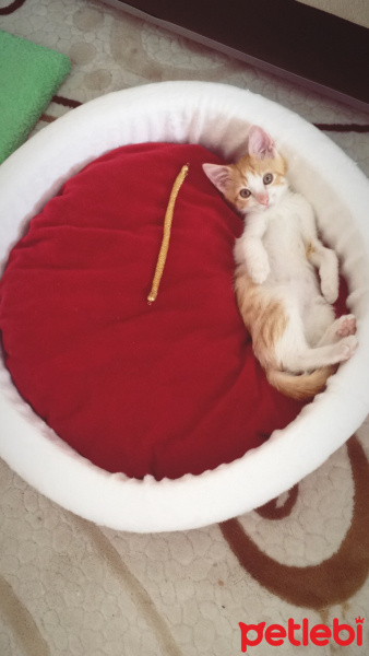 Tekir Kedi, Kedi  Hulusi fotoğrafı