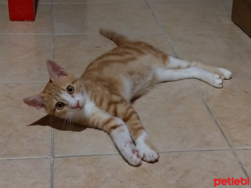 Sarman, Kedi  Efe fotoğrafı