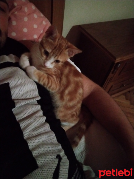 Sarman, Kedi  Efe fotoğrafı