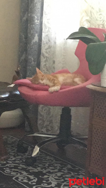 Sarman, Kedi  Efe fotoğrafı