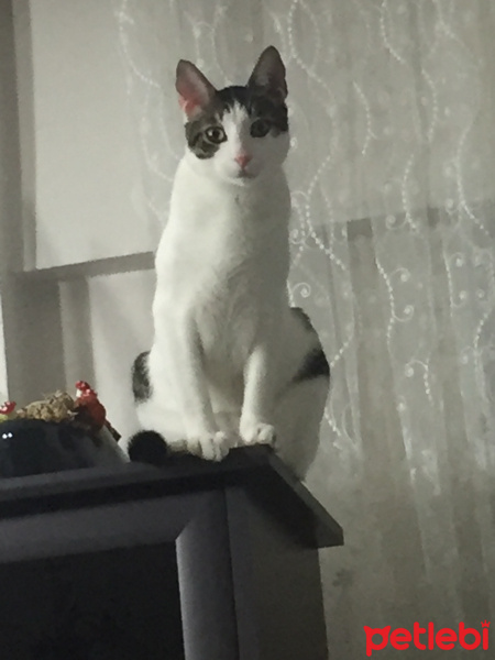 Tekir Kedi, Kedi  Rüzgar fotoğrafı