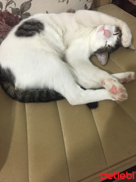 Tekir Kedi, Kedi  Rüzgar fotoğrafı