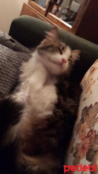 Tekir Kedi, Kedi  Şeker fotoğrafı