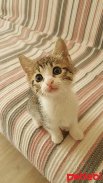 Tekir Kedi, Kedi  Cicek fotoğrafı