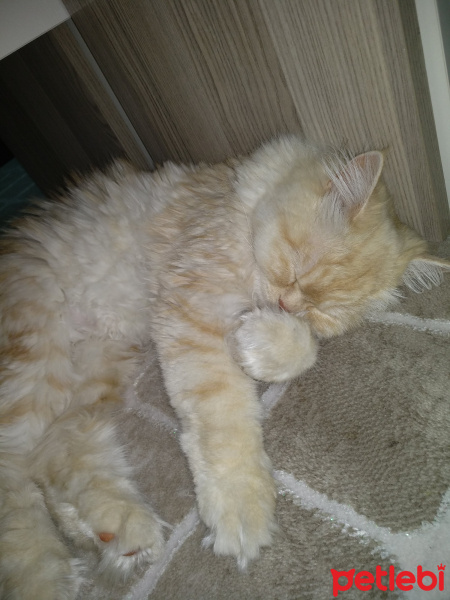 Chinchilla, Kedi  Banu fotoğrafı