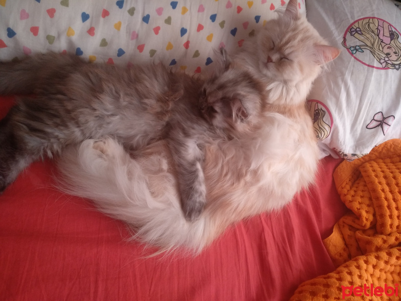 Chinchilla, Kedi  Banu fotoğrafı