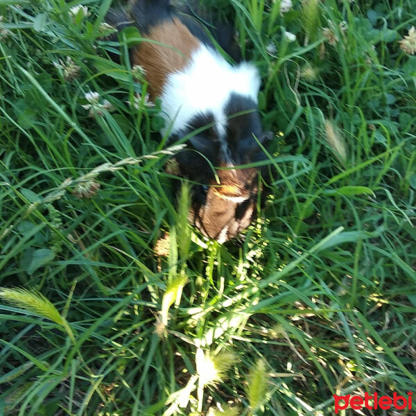 Guinea Pig, Kemirgen  Gülistan fotoğrafı