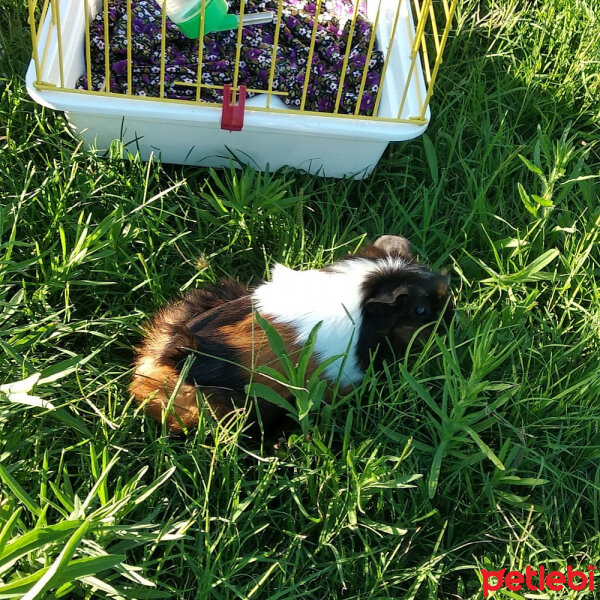 Guinea Pig, Kemirgen  Gülistan fotoğrafı