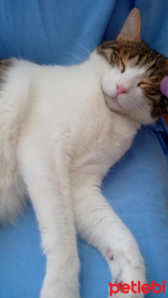 Tekir Kedi, Kedi  Sipsi fotoğrafı