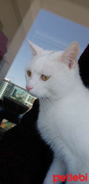 Ankara Kedisi, Kedi  Snow fotoğrafı