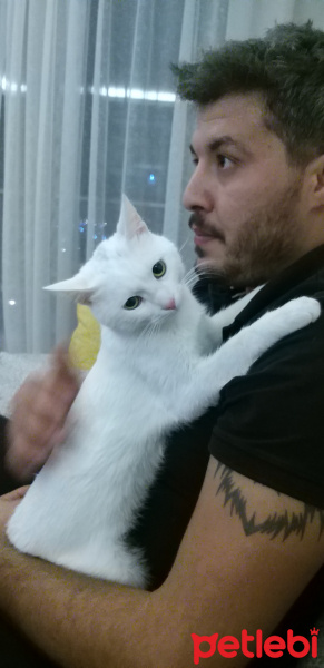 Ankara Kedisi, Kedi  Snow fotoğrafı
