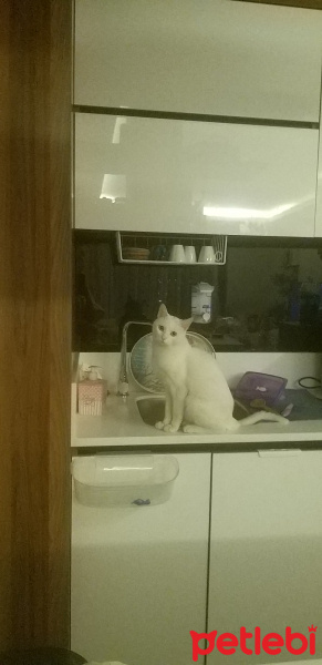 Ankara Kedisi, Kedi  Snow fotoğrafı