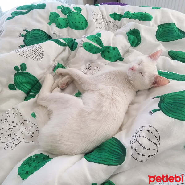Ankara Kedisi, Kedi  Snow fotoğrafı