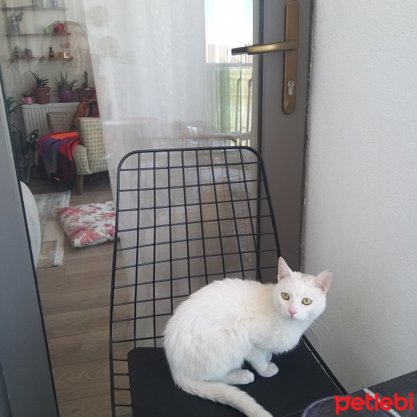 Ankara Kedisi, Kedi  Snow fotoğrafı
