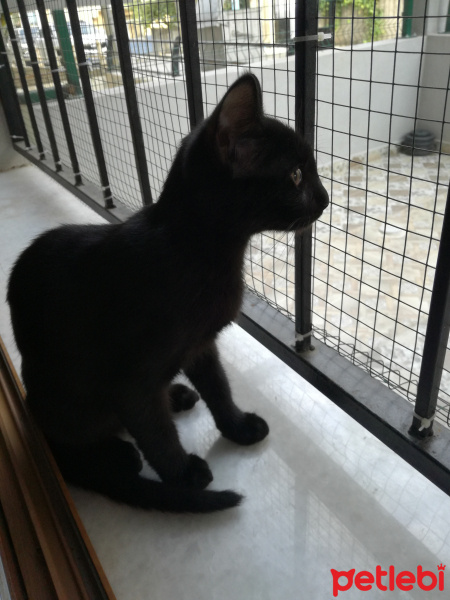 Tekir Kedi, Kedi  Dark fotoğrafı