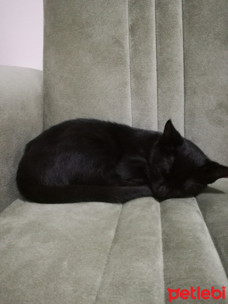 Tekir Kedi, Kedi  Dark fotoğrafı
