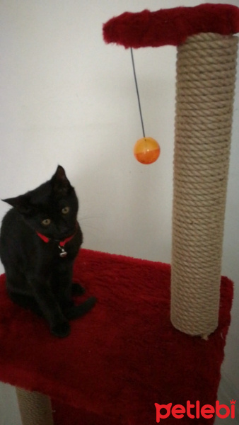 Tekir Kedi, Kedi  Dark fotoğrafı