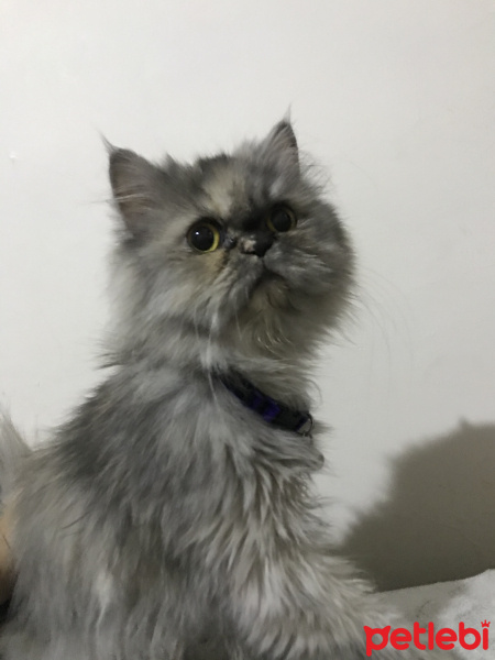İran Kedisi (Persian), Kedi  Arya fotoğrafı