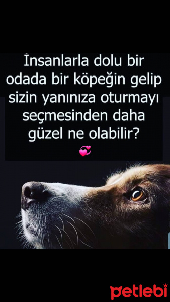 Jack Russell Terrier, Köpek  Cookie fotoğrafı