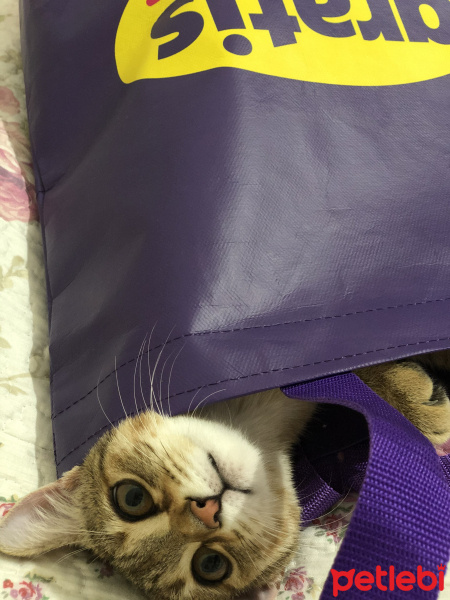 Tekir Kedi, Kedi  Arya fotoğrafı