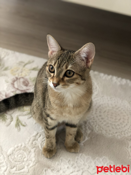 Tekir Kedi, Kedi  Arya fotoğrafı