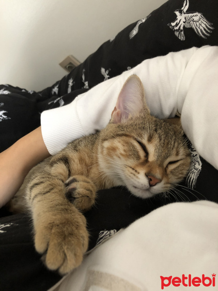 Tekir Kedi, Kedi  Arya fotoğrafı