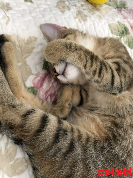 Tekir Kedi, Kedi  Arya fotoğrafı