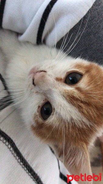 Tekir Kedi, Kedi  Kek fotoğrafı