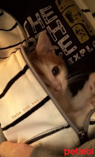 Tekir Kedi, Kedi  Kek fotoğrafı