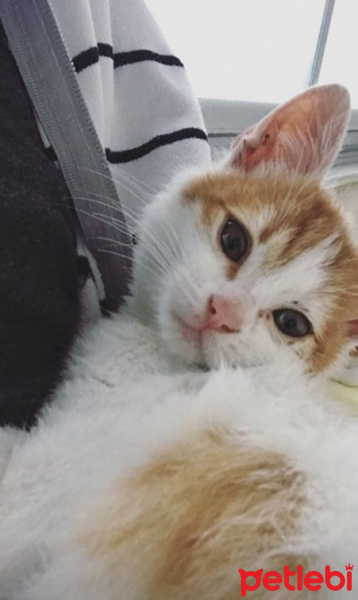 Tekir Kedi, Kedi  Kek fotoğrafı