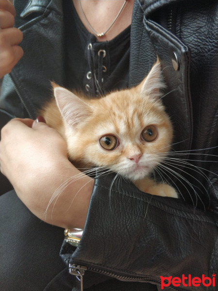 Chinchilla, Kedi  Yok fotoğrafı
