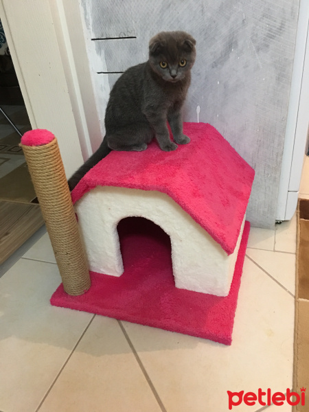 Scottish Fold, Kedi  Luci fotoğrafı