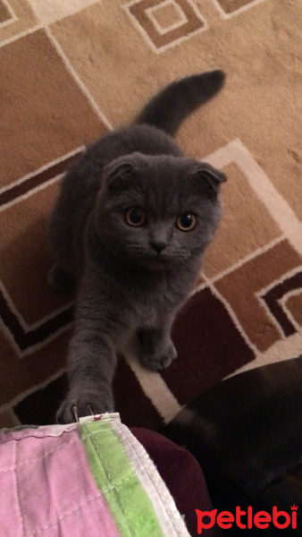 Scottish Fold, Kedi  Luci fotoğrafı