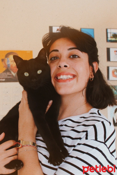 Tekir Kedi, Kedi  PAMUK fotoğrafı