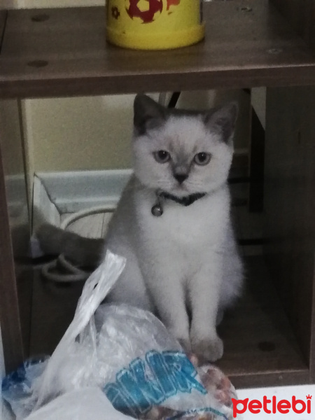 British Shorthair, Kedi  Biricik fotoğrafı