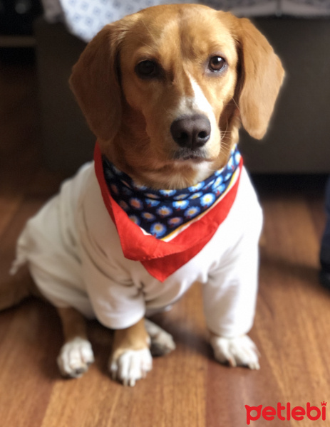Beagle, Köpek  Leo fotoğrafı