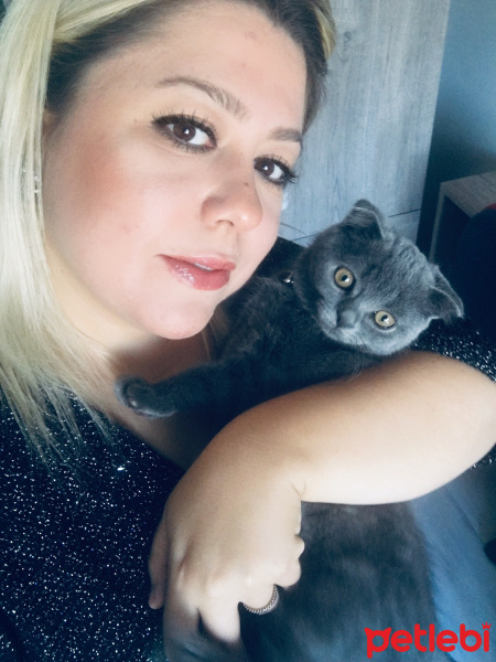 Scottish Fold, Kedi  Behlül  fotoğrafı