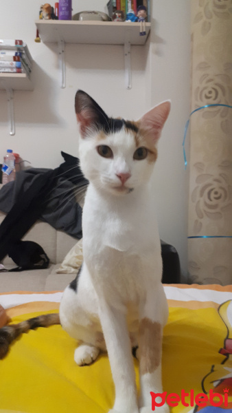 Van Kedisi, Kedi  Mıncır fotoğrafı