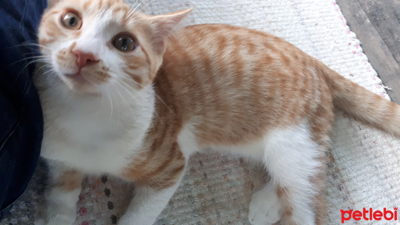 Sarman, Kedi  Paşa fotoğrafı