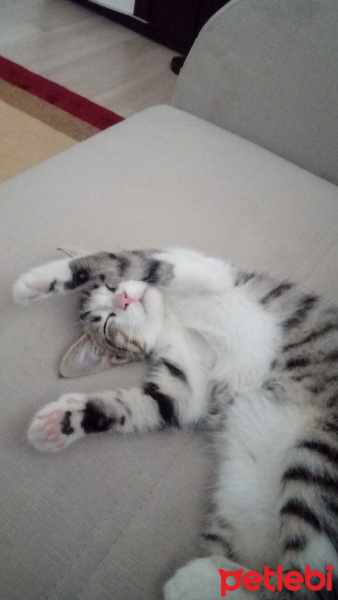 Tekir Kedi, Kedi  Bediş fotoğrafı